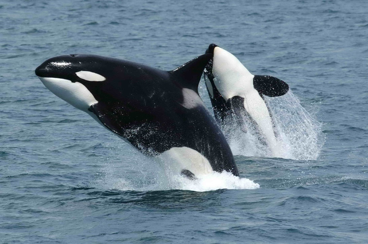 Orcas team up to ram sunfish until they explode