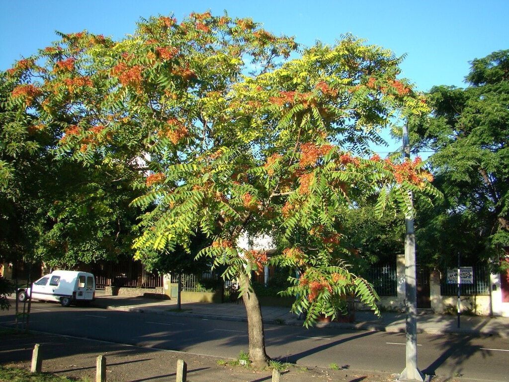 En el siglo XIX se plantaba en los parques por su belleza: hoy este árbol es uno de los que más tuberías y aceras rompe en España