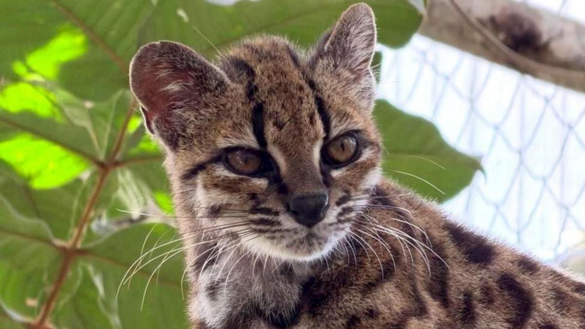 Tilcayo, la primera especie de gato salvaje hallada en más de 100 años y de la que solo se conoce un ejemplar