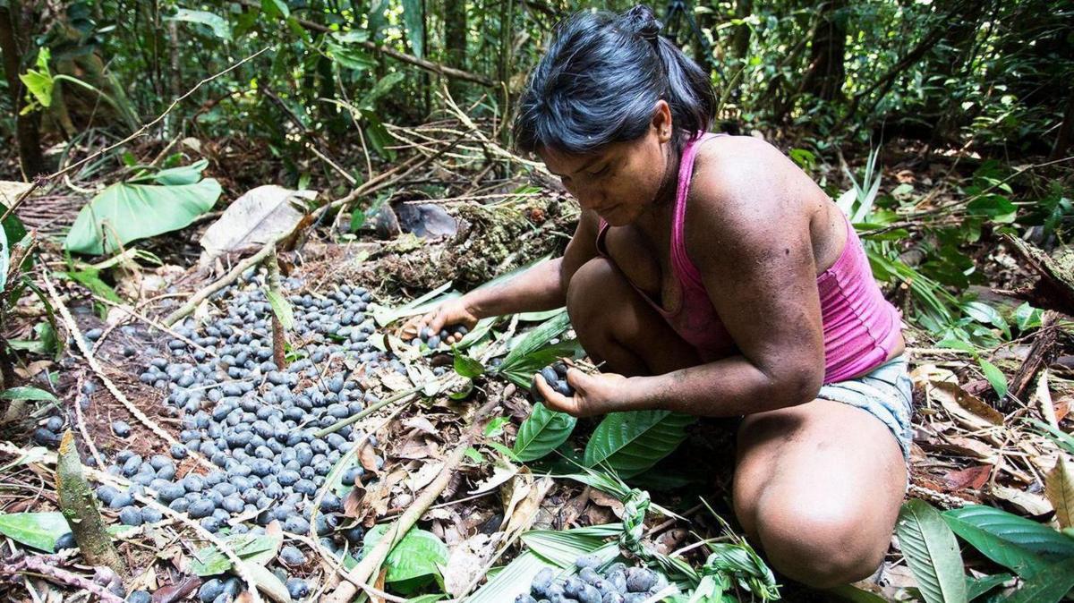 Qué son las chagras, las "granjas" en la selva tropical que desafían la agricultura moderna en Colombia y Ecuador