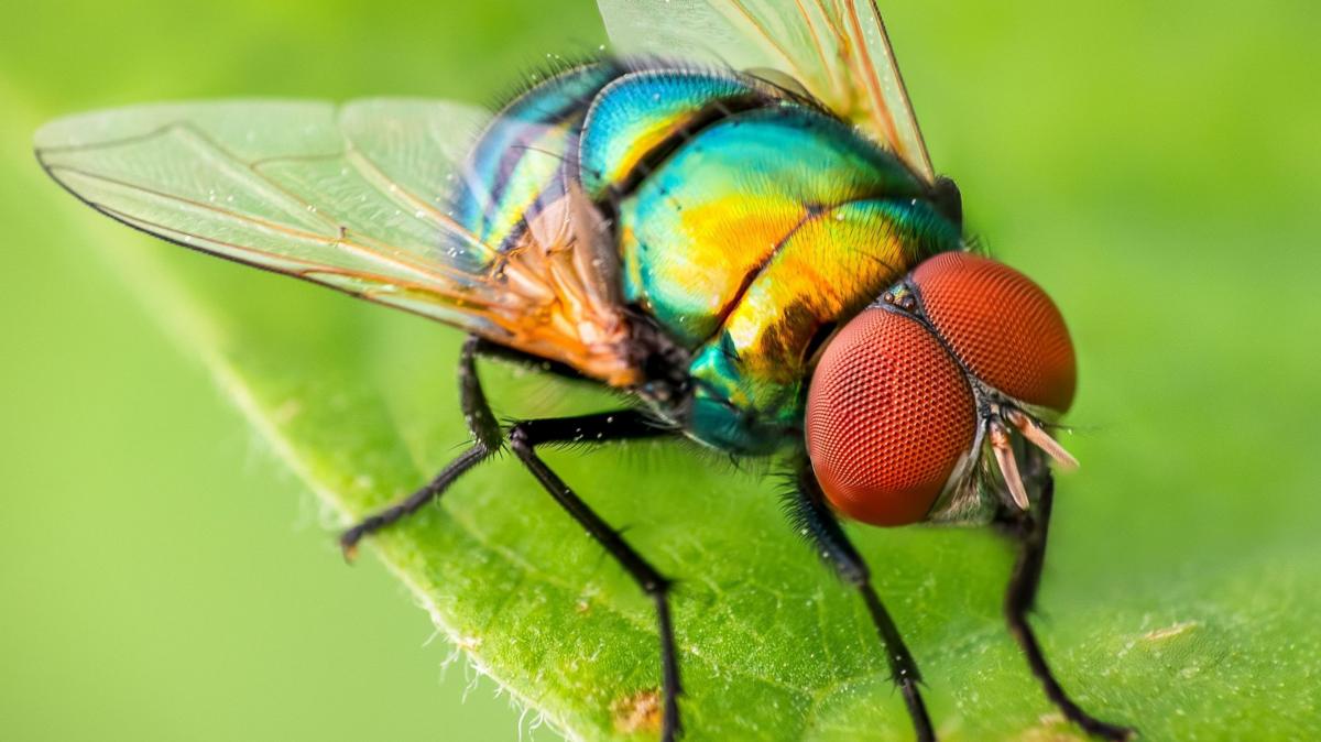 Cómo el cerebro de las moscas puede ofrecer pistas sobre el comportamiento de los seres humanos