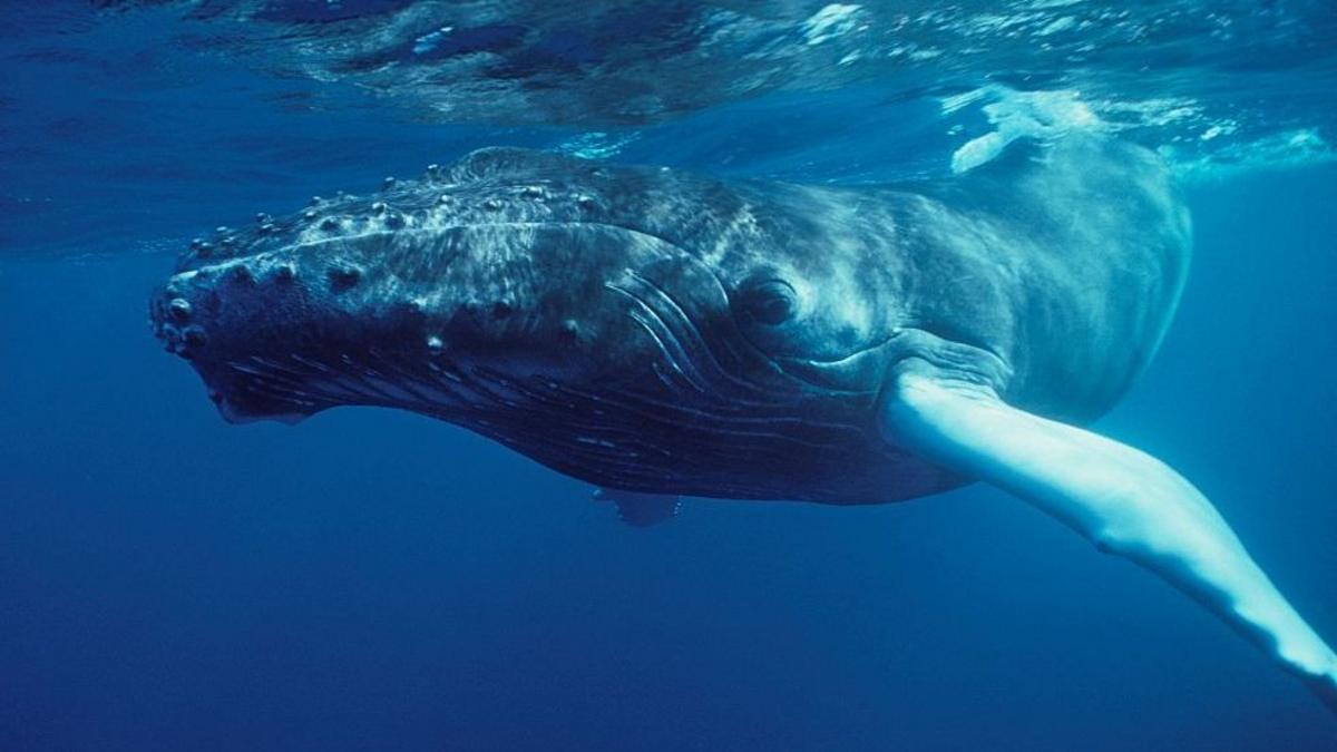 "Nadie había escuchado nada parecido": el extraordinario momento en que el mundo se dio cuenta de que las ballenas cantan
