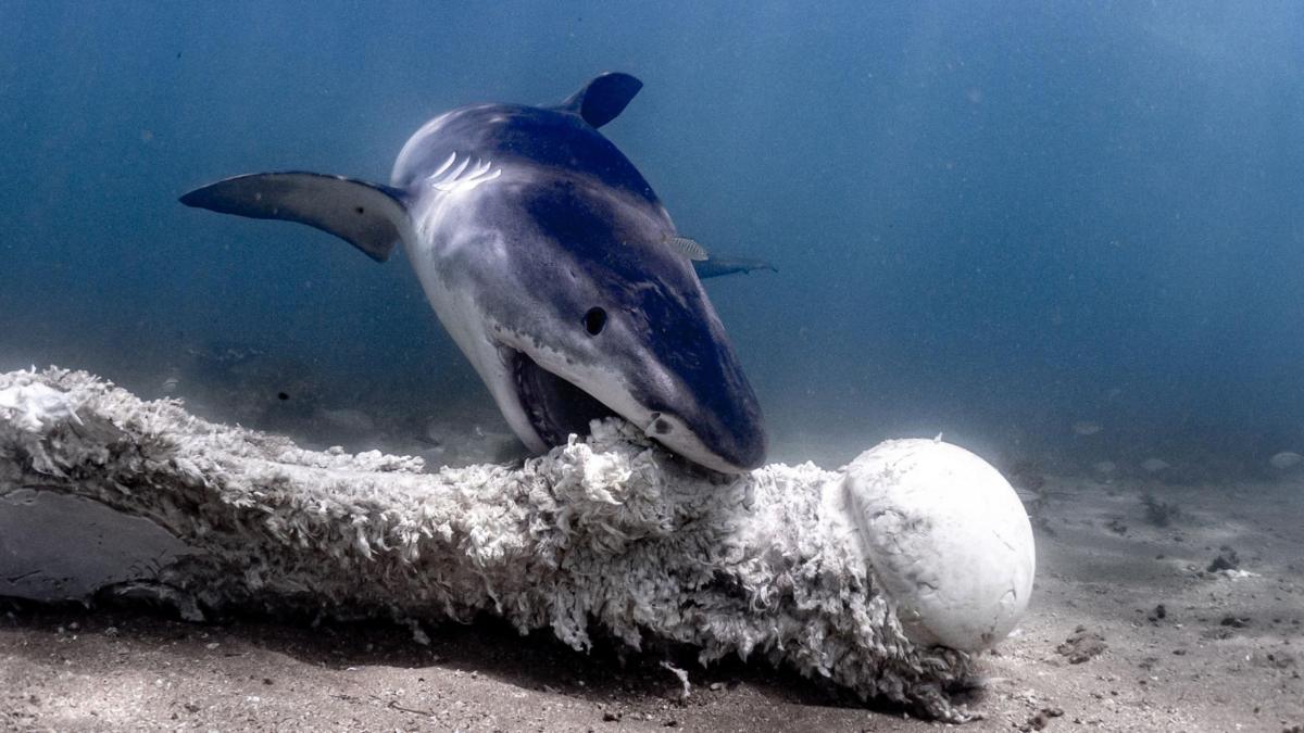 "Los contenedores de basura del océano": la dieta salvaje de los tiburones más temibles