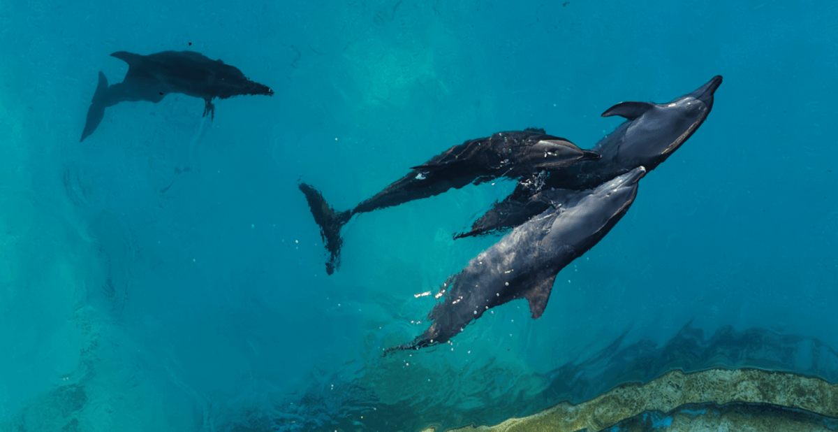 Las penosas condiciones en las que viven 9 delfines que quedaron enfermos en un parque acuático clausurado en Cancún