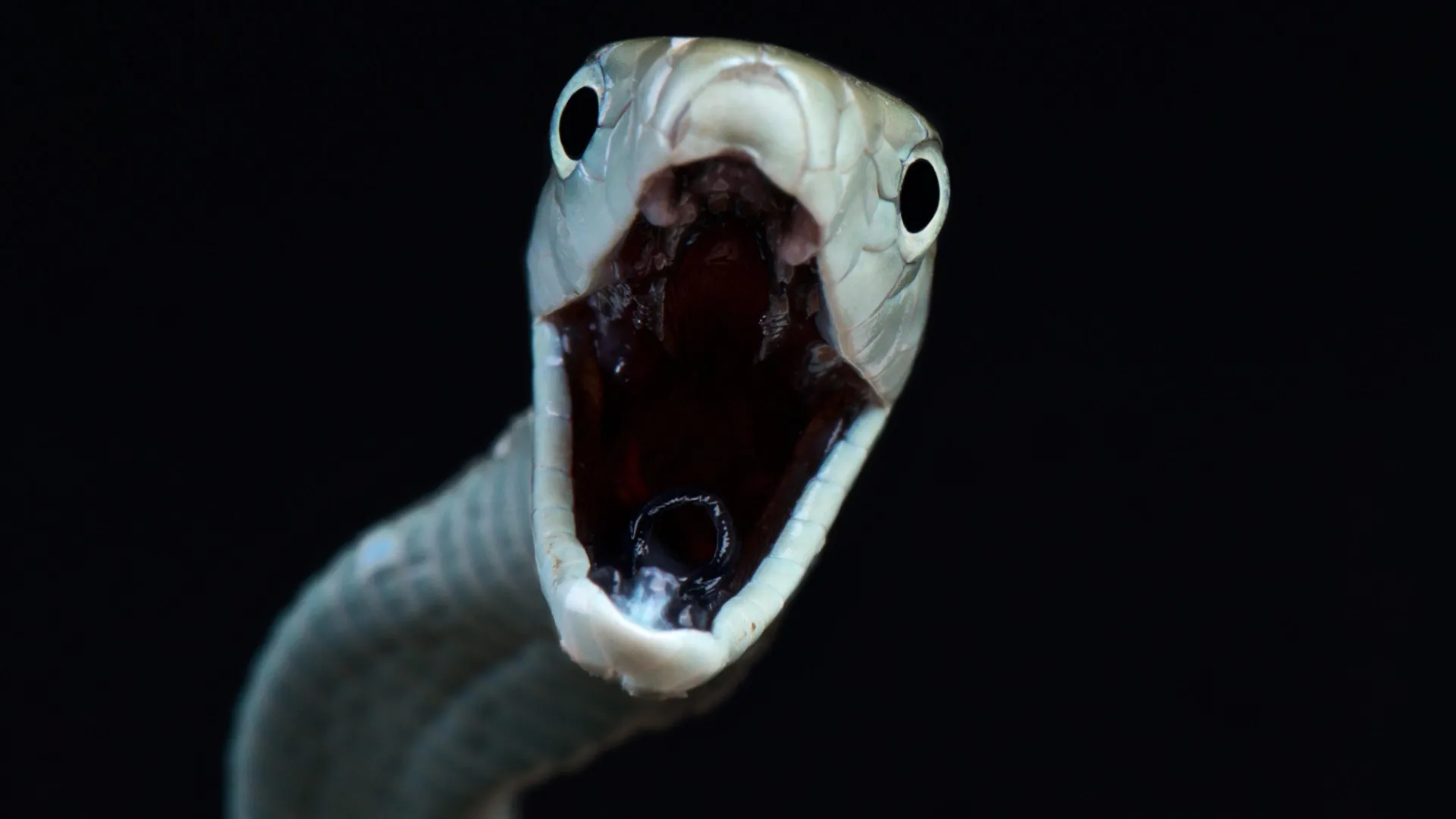 Scientists reveal a hidden snakebite crisis killing up to 513,000 people a year