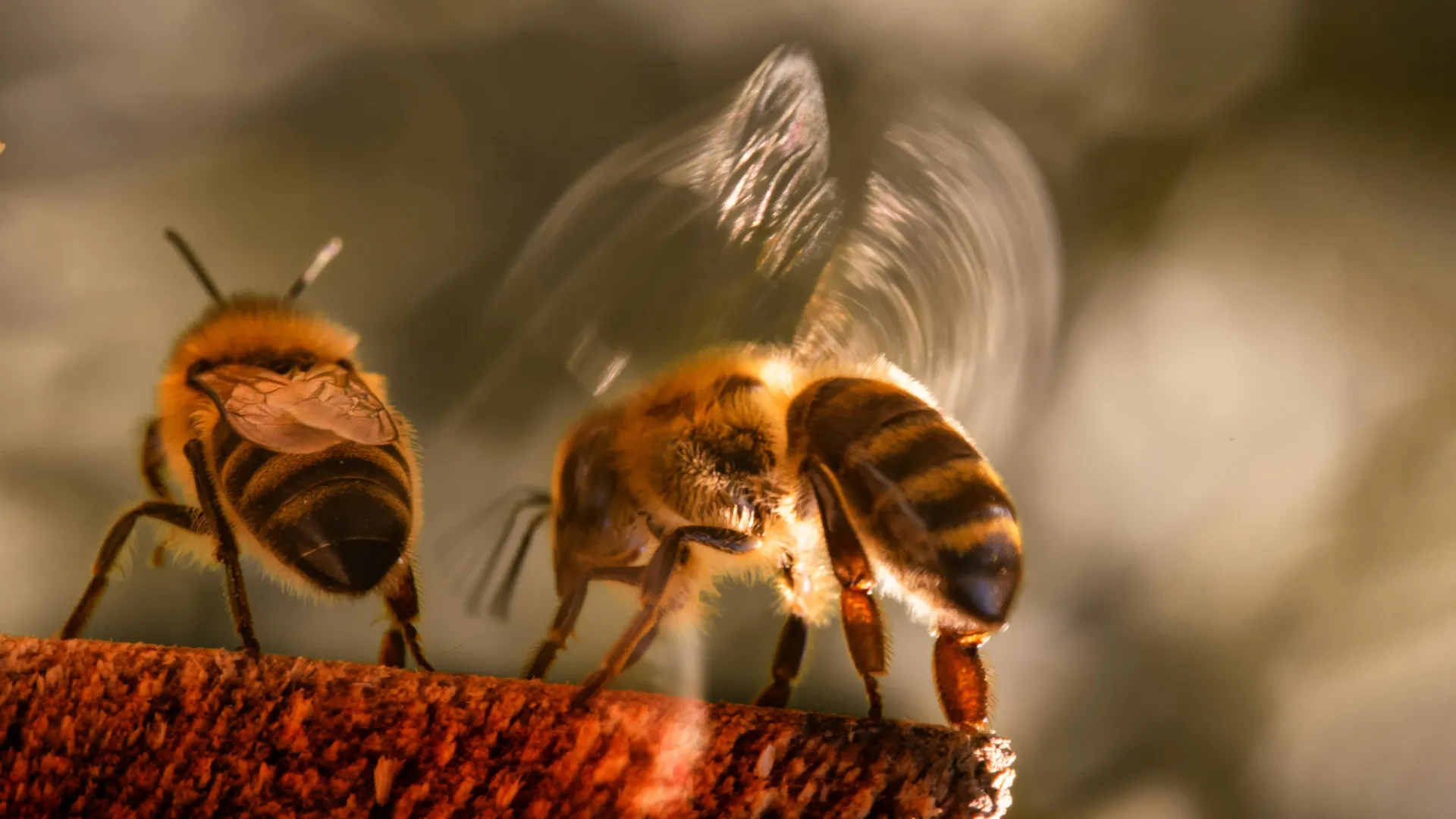 Honey bees are bullying other bees, scientists discover