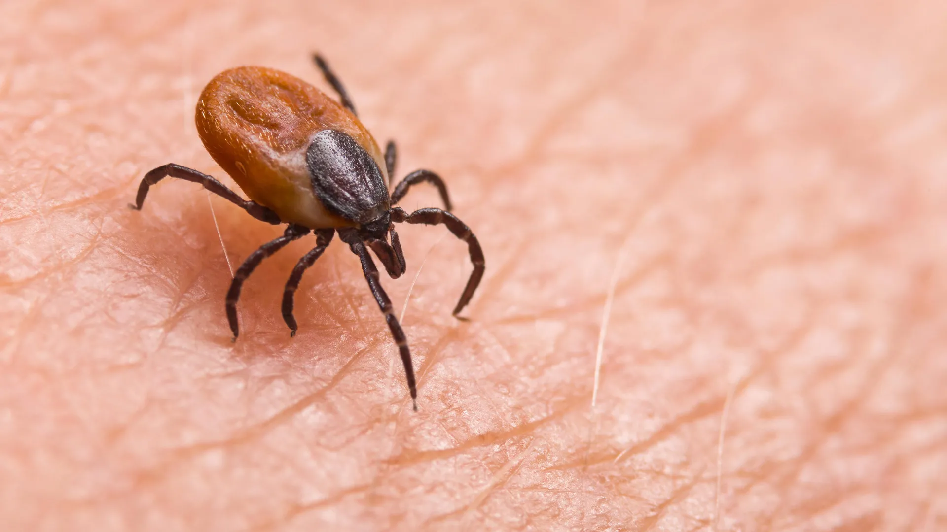 Scientists find new virus behind mysterious tick illness