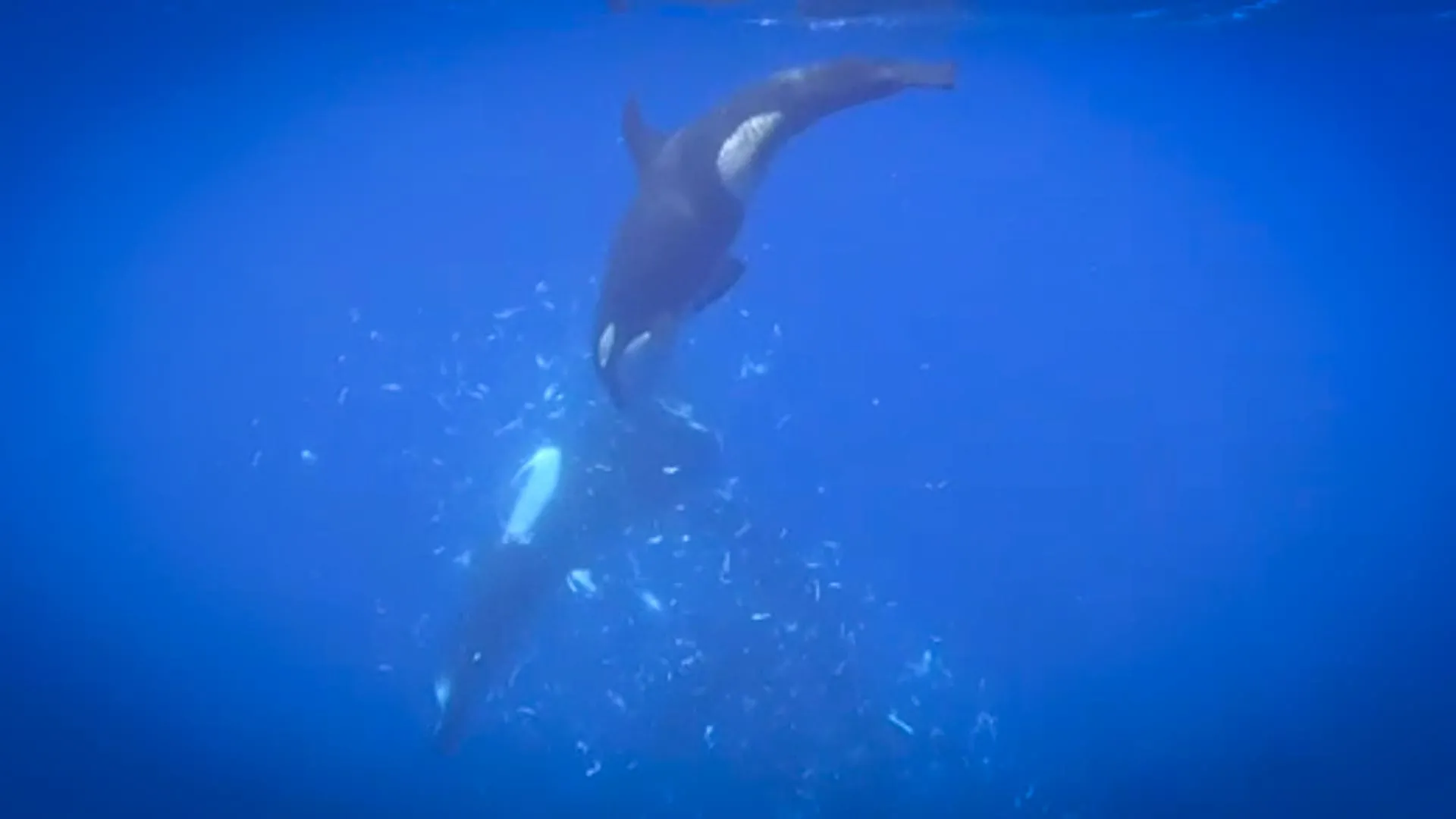 Orcas filmed smashing giant sunfish into thousands of pieces