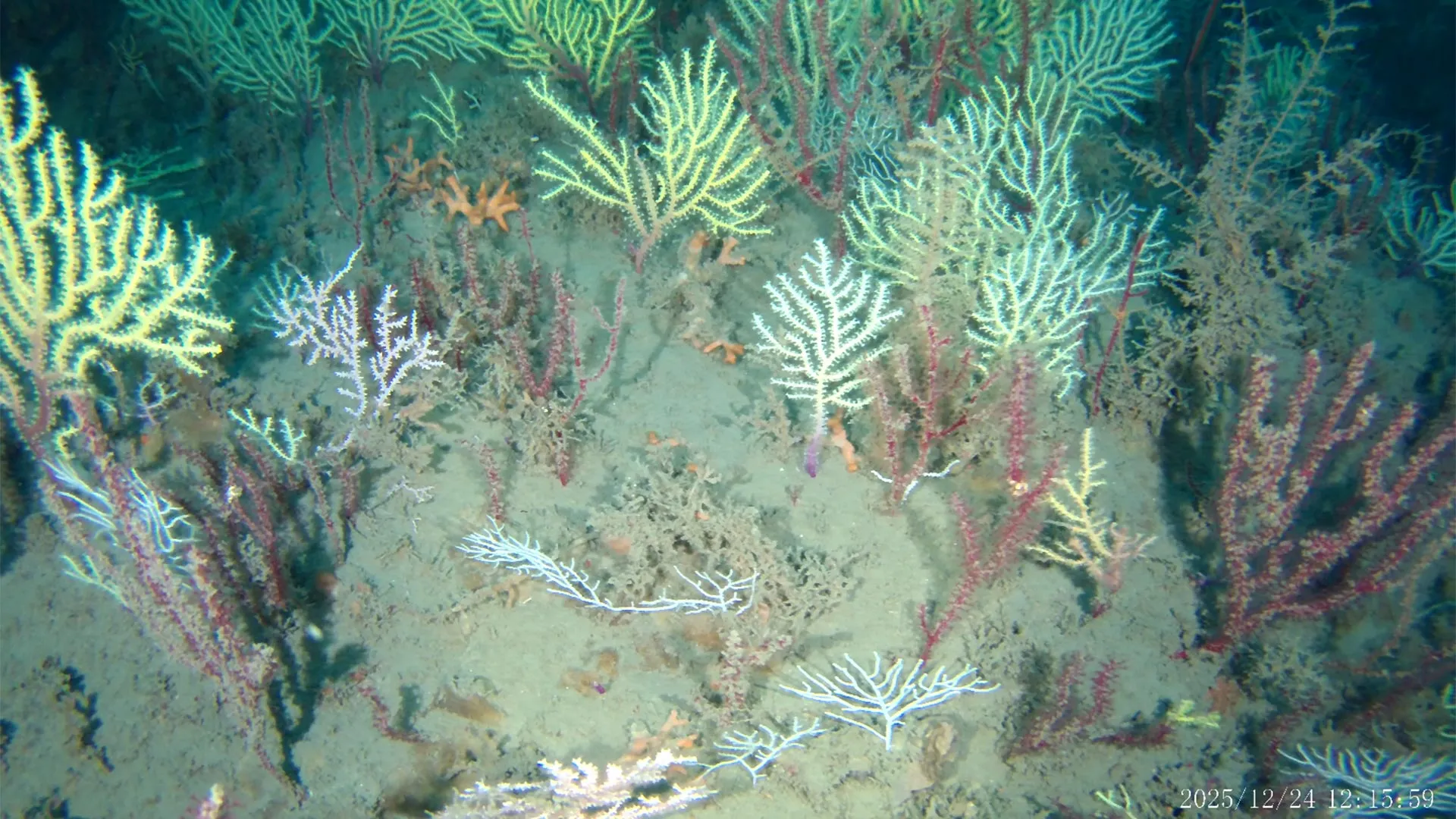A coral reef thought dead for 60 years is teeming with life