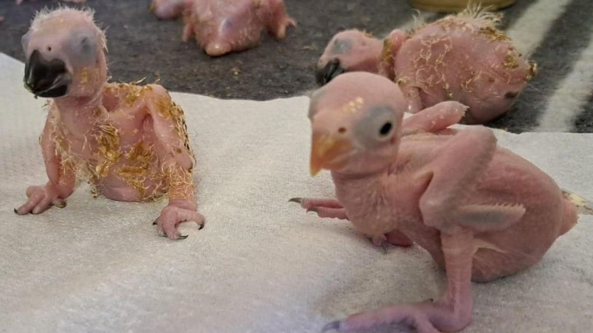 Parrot eggs hatch after suspected Thai smuggler arrested at South African airport