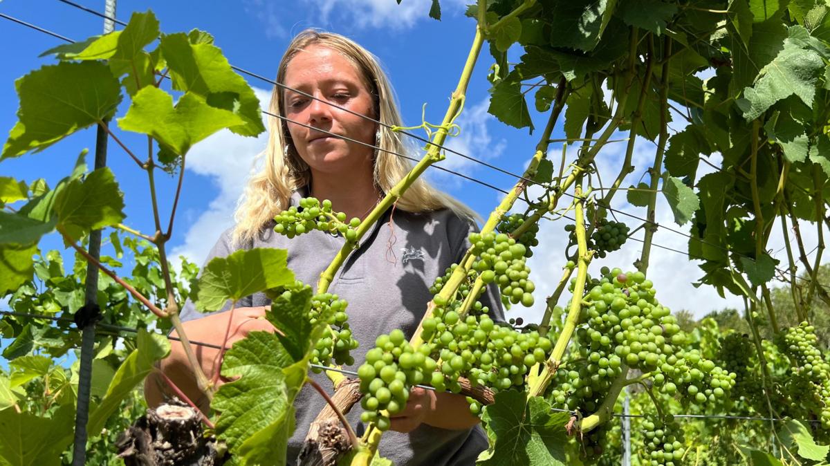 Winemakers prosper but veg farms wilt in the drought