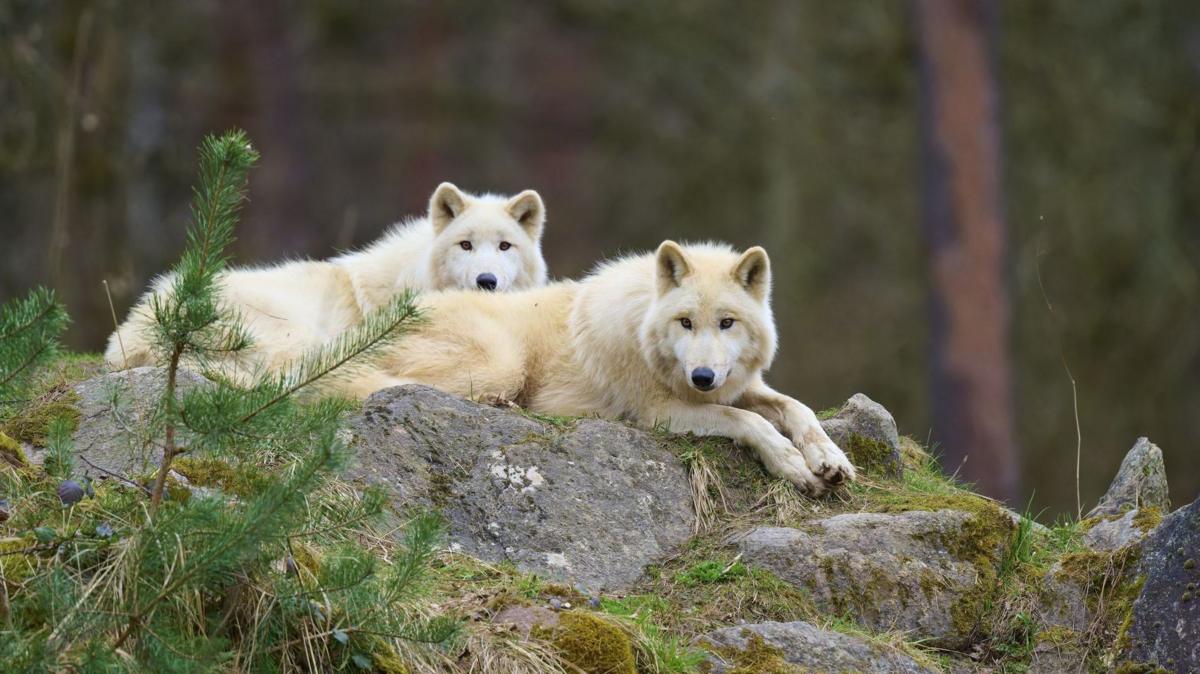 Girl seriously injured in wolf attack at German wildlife park
