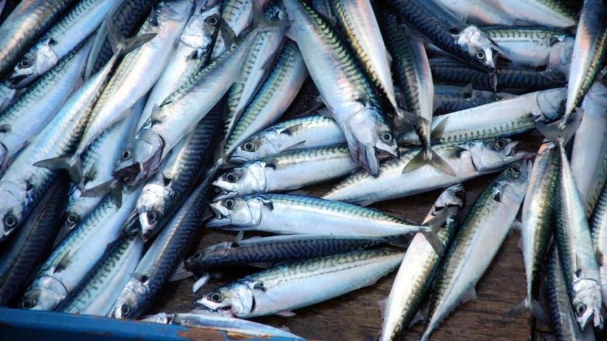 'Skimpflation' warning as tinned mackerel alternative hits more supermarket shelves