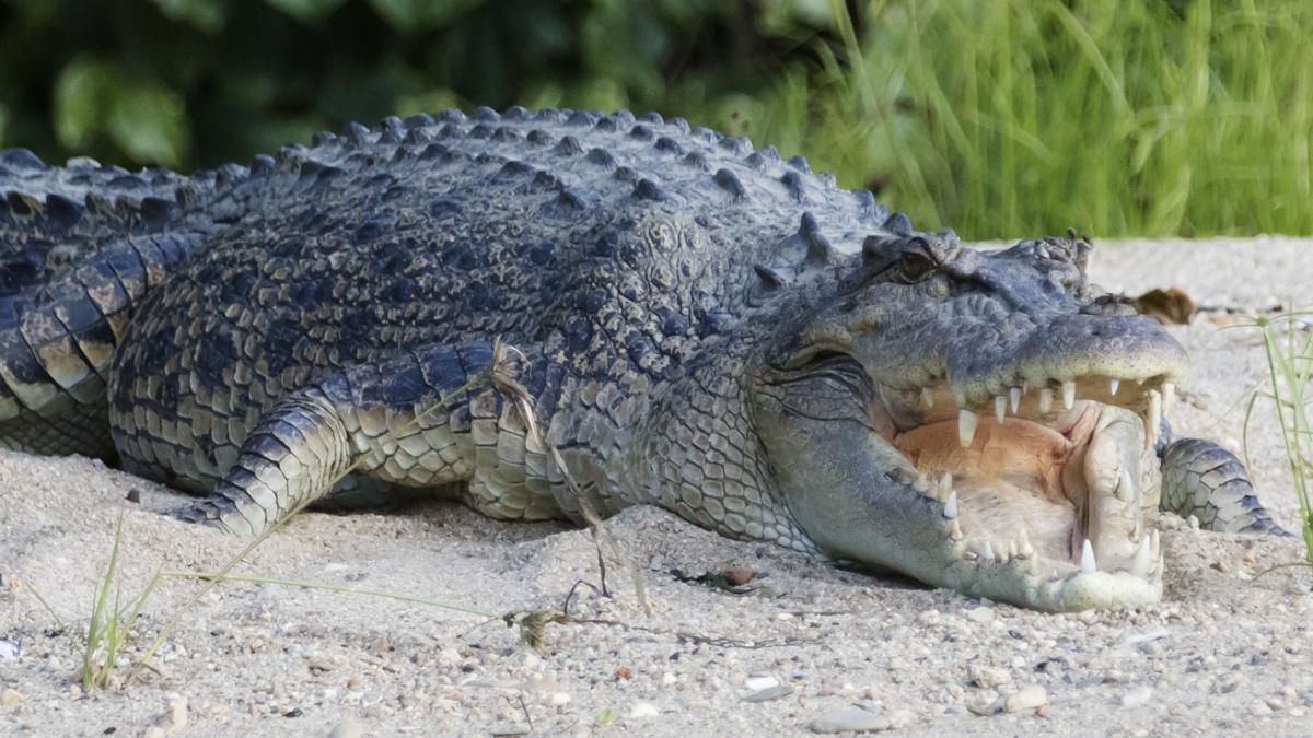 River home to 500 crocodiles chosen as Olympic rowing venue