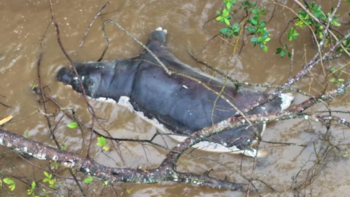 Zambians warned not to eat dead wildlife after anthrax kills dozens of animals