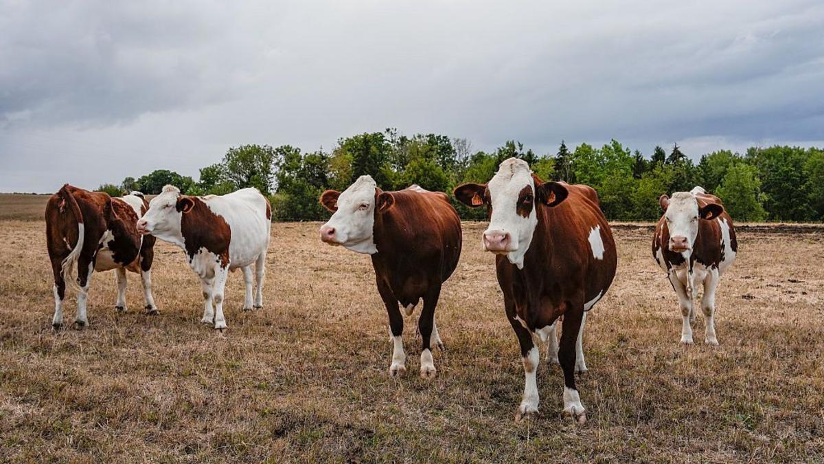 First human case of Shamonda virus detected in France, officials say