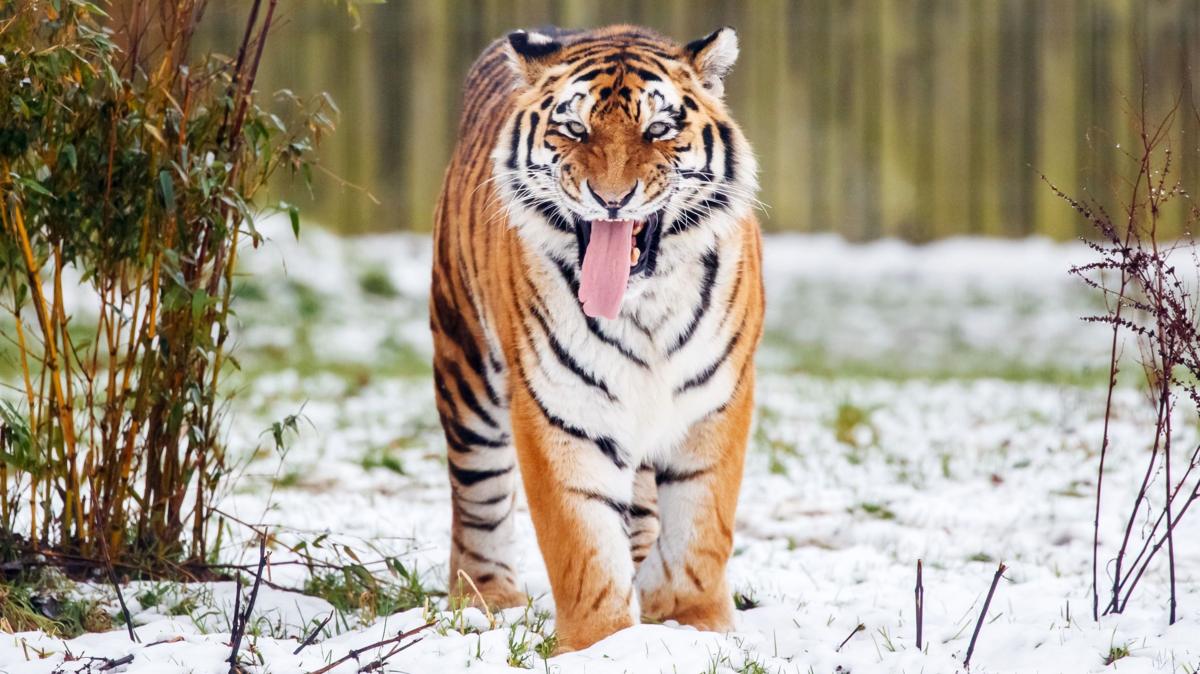 Un hombre muere tras ser atacado por un tigre en un parque de vida silvestre
