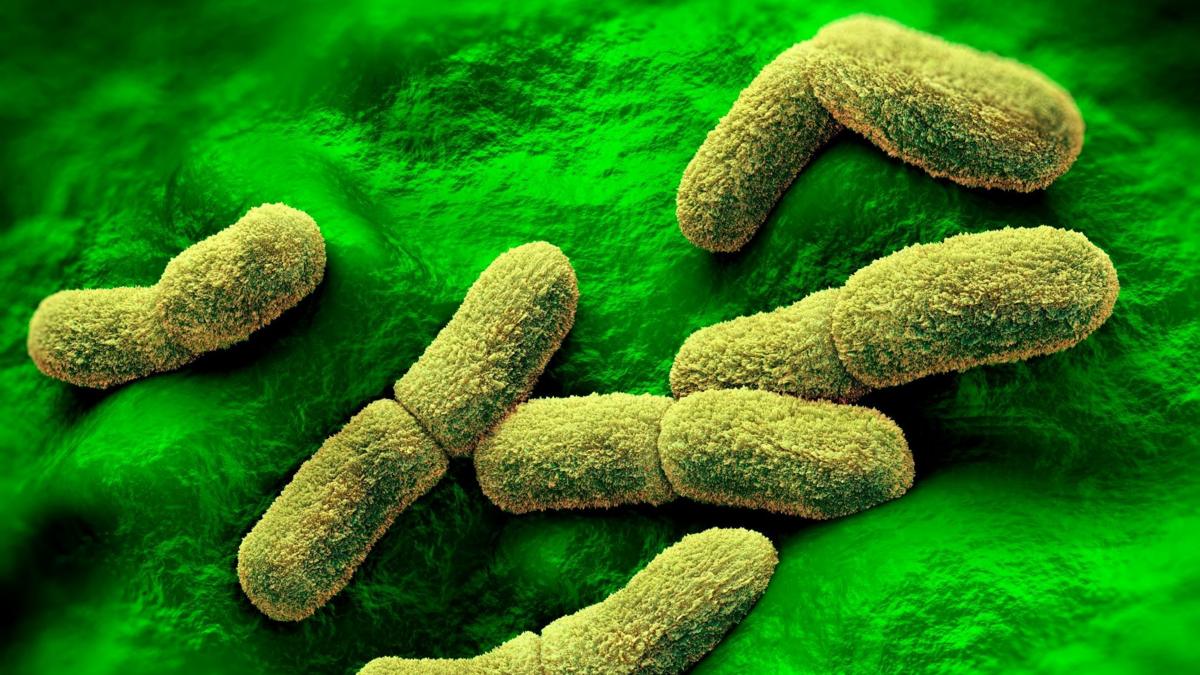 EE.UU. "sigue de cerca" el caso de una científica rusa que falleció en un centro de investigación de la peste en Siberia