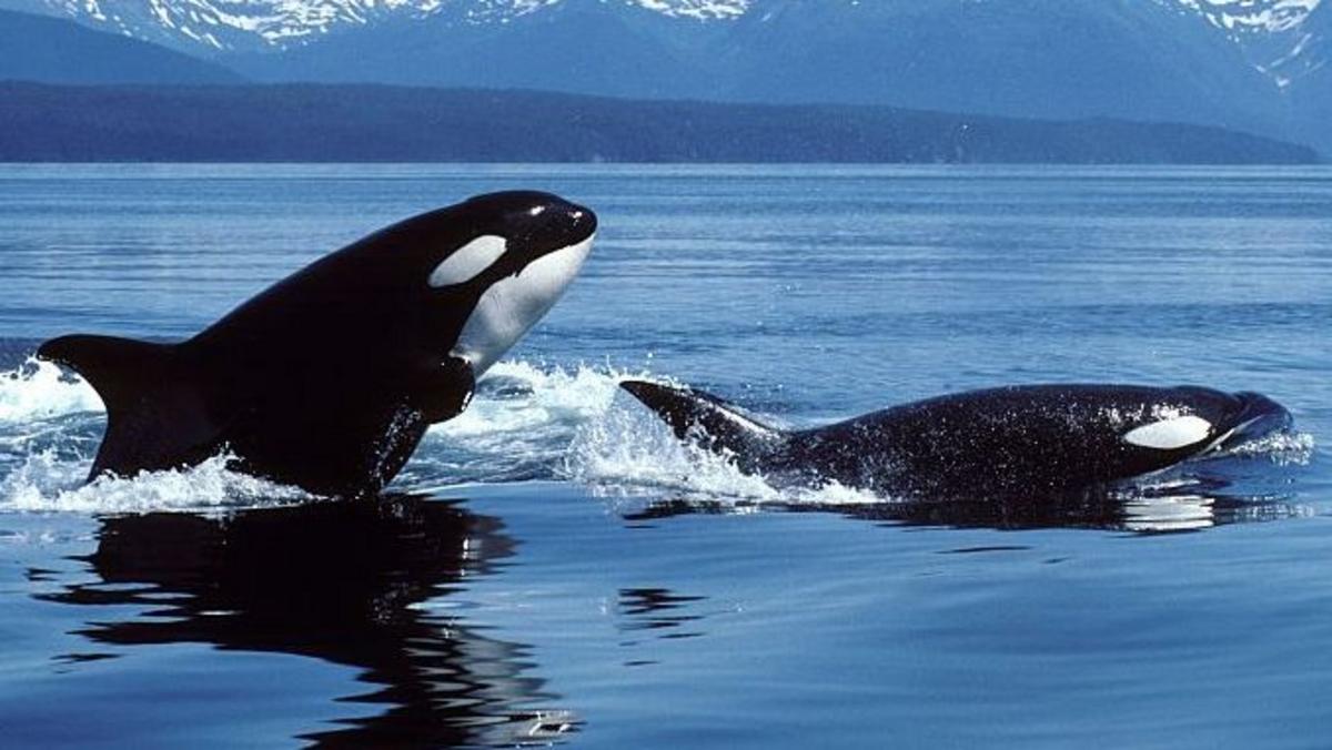 Orcas vs. tiburones blancos: la sangrienta batalla entre los mayores depredadores marinos que tiene perplejos a los científicos