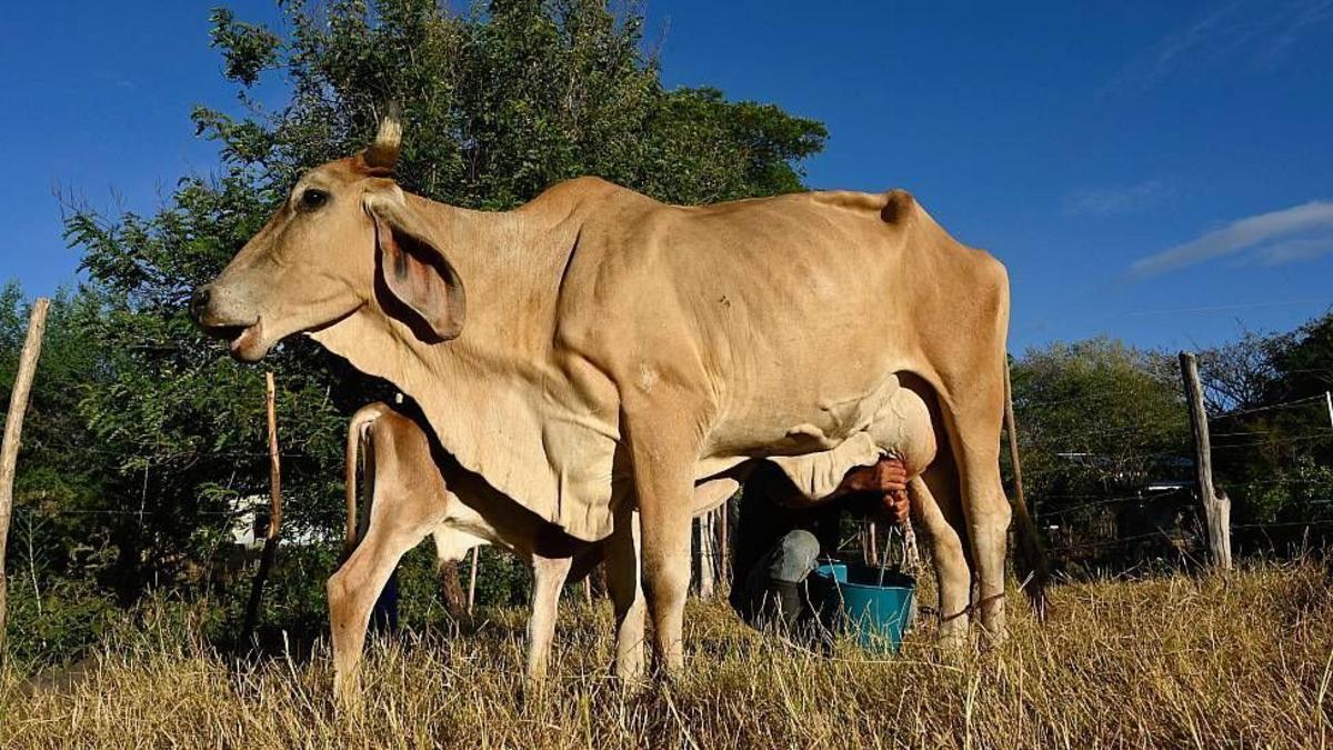 "El ganado se está muriendo de sed y hambre": el devastador impacto de El Niño que ya se siente en el Corredor Seco de Centroamérica