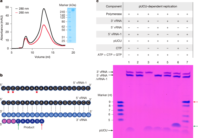 Structures and inhibition of the Crimean–Congo haemorrhagic fever virus polymerase