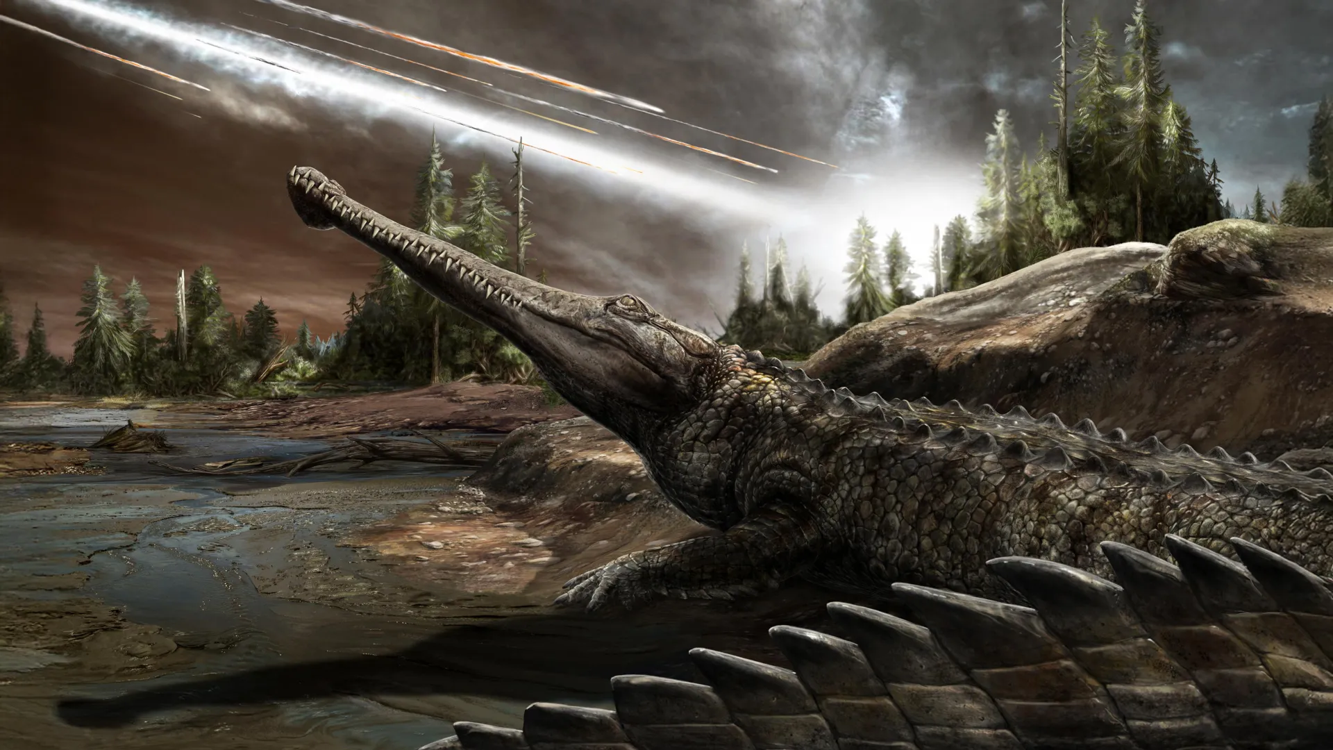 The asteroid killed the dinosaurs. Why did crocodiles survive?