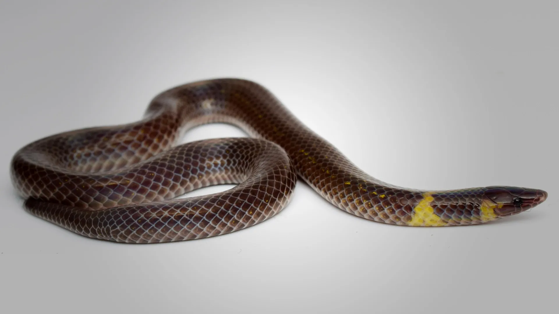 These tiny snakes roll four times faster than they slither