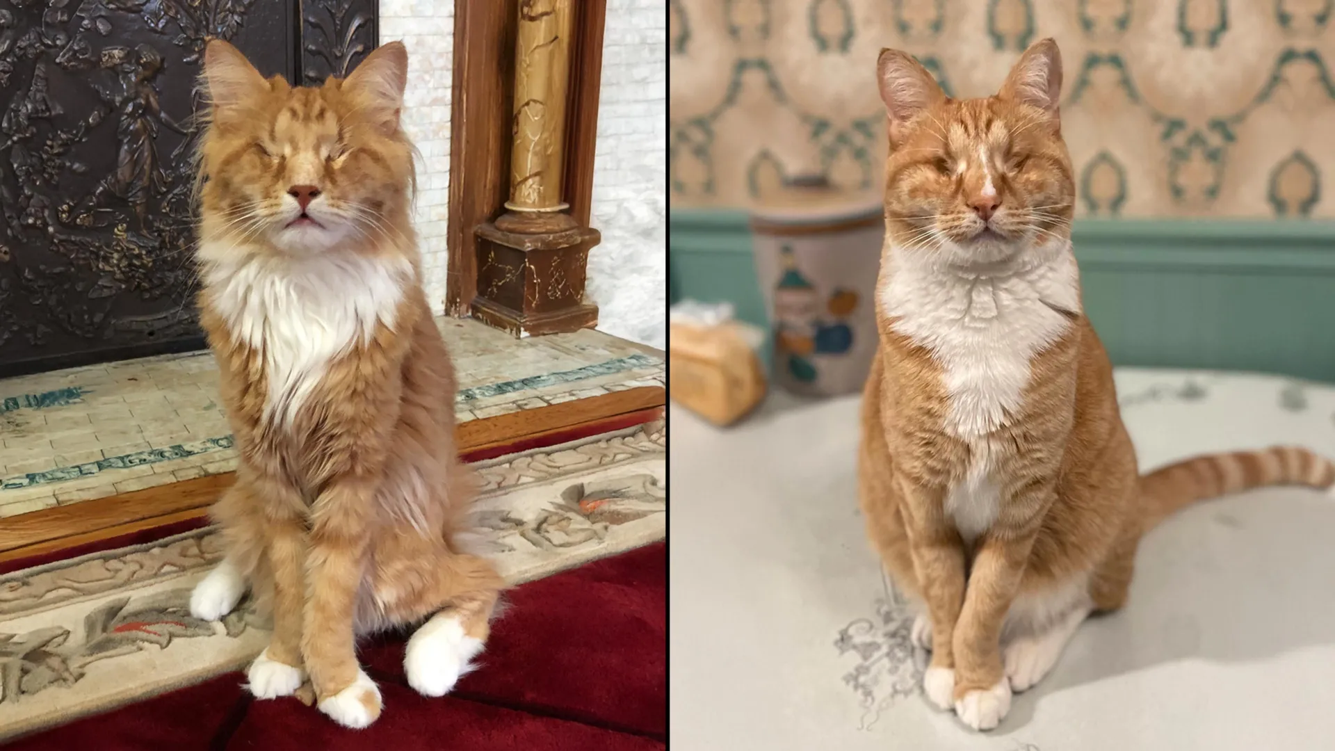 Cornell scientists identify rare human genetic disorder in two unusually long-legged cats