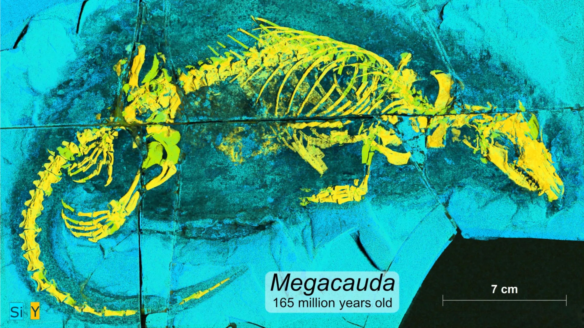 This tiny jurassic predator helped pave the way for the human brain